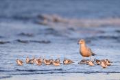 drieteenstrandloper (Calidris alba) 2-2019 7805